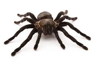 Spider silk | history, properties, production | applications