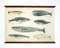 Cool Thing We Want #331: This Super Styling “Whale Identification Chart ...