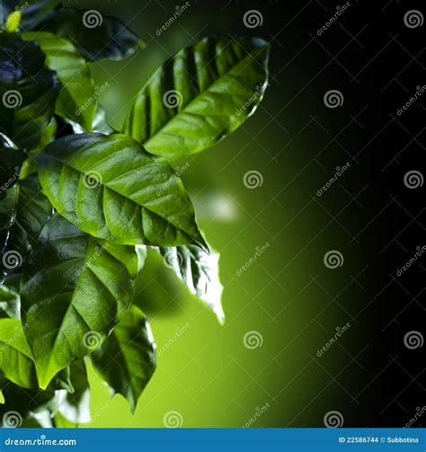 Planta Da Goma Ar Bica Do Caf Foto De Stock Imagem De Frescor Cores