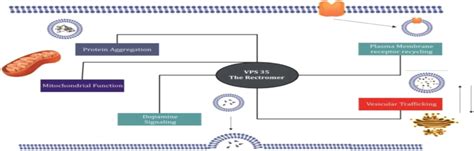 VPS35 mutation affecting cellular processes. | Download Scientific Diagram 