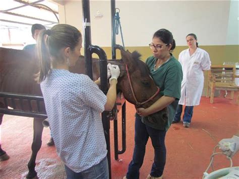 Pesquisa inédita células tronco em cavalos é desenvolvido pela