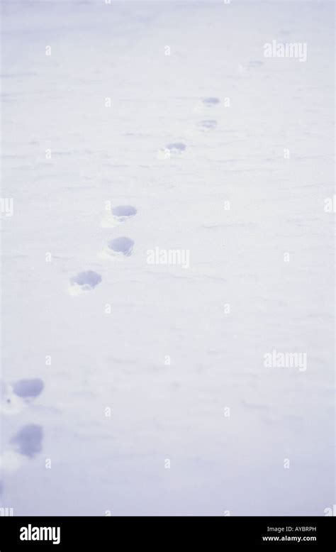 Animal Tracks in Snow Stock Photo - Alamy