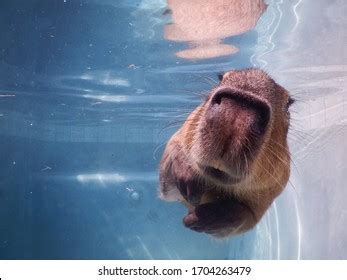 678 Capybara Swimming Images, Stock Photos & Vectors | Shutterstock