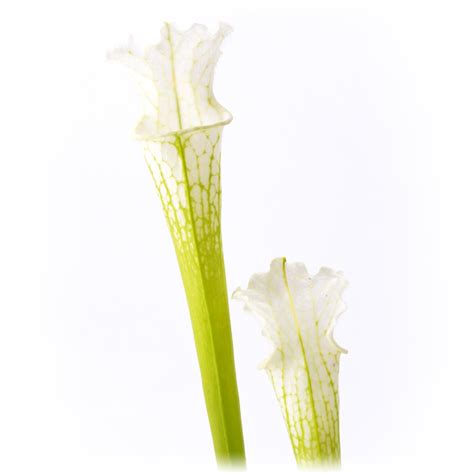 Sarracenia Leucophylla Var Alba Dfl Diflora