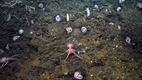 Rare Deep Sea Octopus Nursery Discovered Off Costa Rica Good Morning