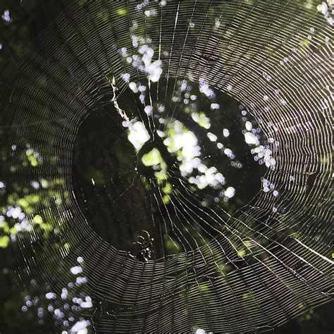 large dense web with "white" area changing size from 9in diameter to ... 