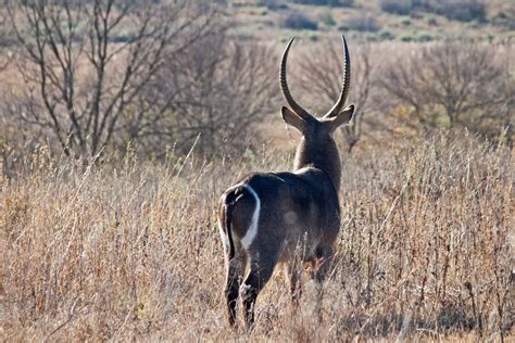 Waterbuck From Behind Free Stock Photo - Public Domain Pictures