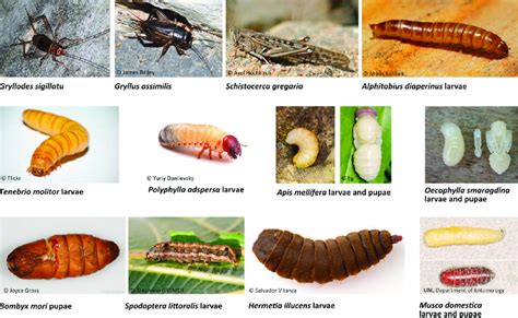 Photographs of the 12 insect species with bioactive peptides sequenced ...