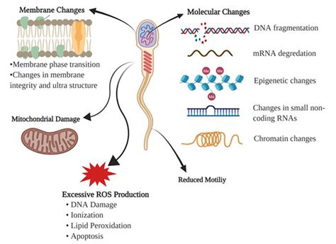 Advances In Cryopreservation Of Bull Sperm Semantic Scholar