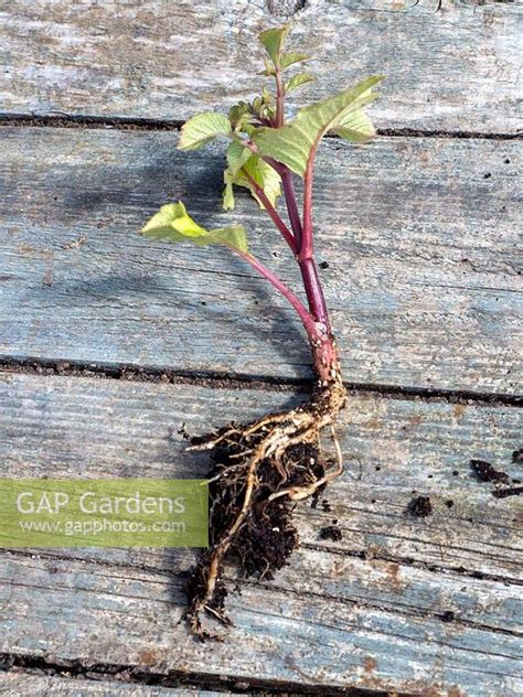 Dahlia Cuttings Propagation - by Jacqui Dracup - GAP Gardens