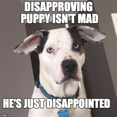 Disappointed dog Memes