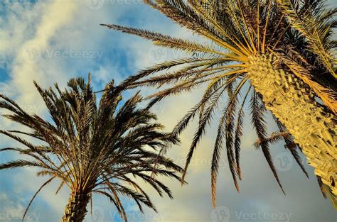 Palm trees an the sky 22136414 Stock Photo at Vecteezy