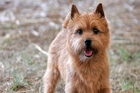 10 Famous Dwarf Dog Breeds Around the World