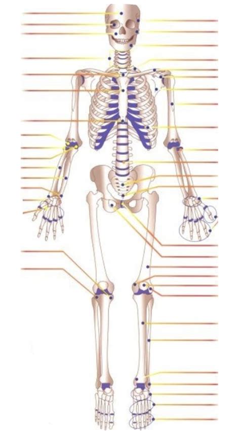 Medical Terminology Chapter 3 The Skeletal System Diagram Quizlet