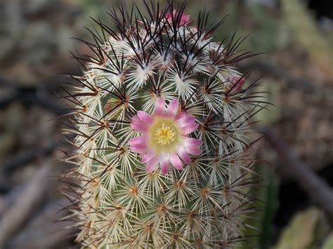 Mammillaria Microhelia Werderm Plants Of The World Online Kew Science