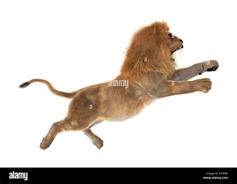 D Rendering Male Lion On White Stock Photo Alamy