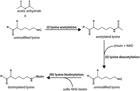 Biotinylation Of Lysine Method Identifies Acetylated Histone H3 Lysine