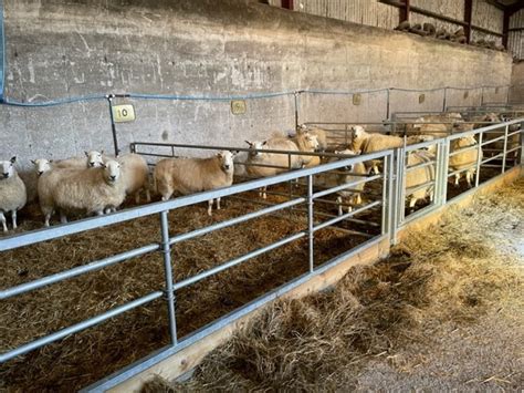 Bespoke Sheep Feeding Systems Lm Bateman