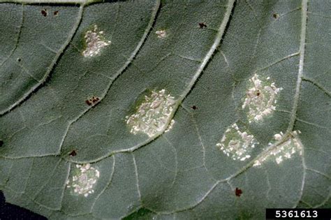 White Rust Albugo Tragopogonis On Sunflower Helianthus Spp 5361613