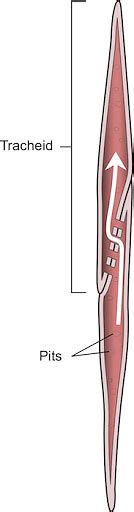 Difference Between Tracheids And Vessels