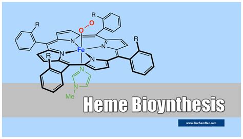 Heme Synthesis : Synthesis of Porphyrin Molecule