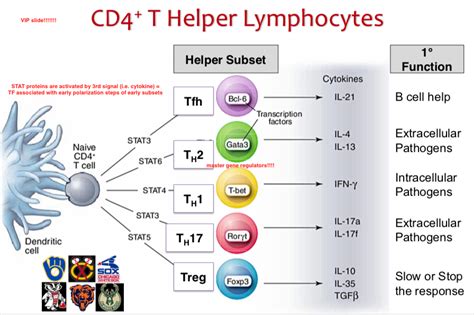 Unit Th Th Cd T Cells Diagram Quizlet