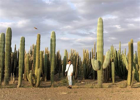 One of Africa's Largest Cactus Plantations Becomes Major Tourist Site ...