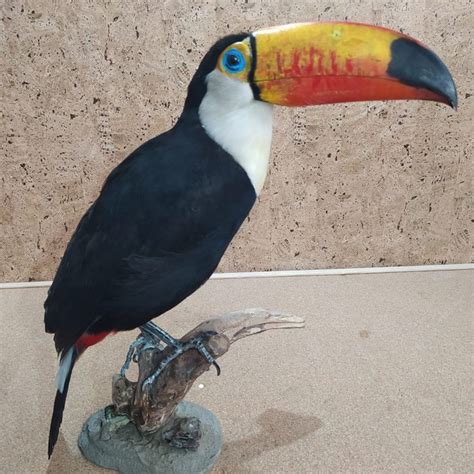 Giant Aka Toco Toucan Ramphastos Toco With Proof Of Catawiki