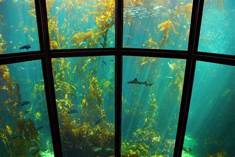 Monterey Kelp Forest Photograph By Brian Knott Photography Fine Art