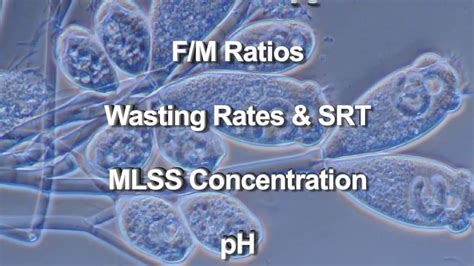 Wastewater Microbiology Youtube