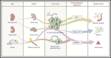 Resident Cardiac Macrophages Heterogeneity And Function In Health And