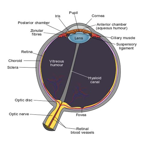 251 The Human Eye Physics Libretexts