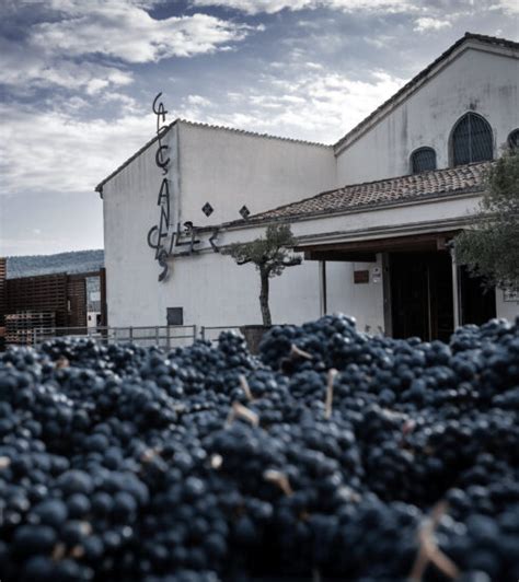 Celler de Capçanes Bon V