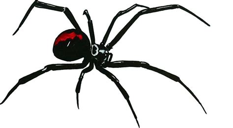 Black Widow Spider Decal