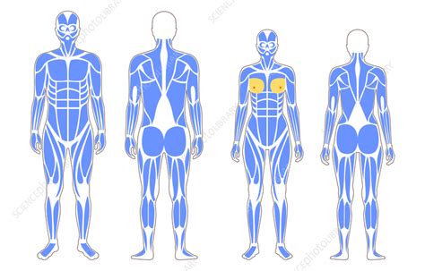 Human Muscular System Illustration Stock Image F Science