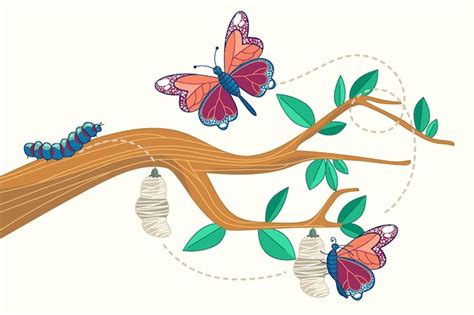 Caterpillar To Butterfly Cycle Clipart