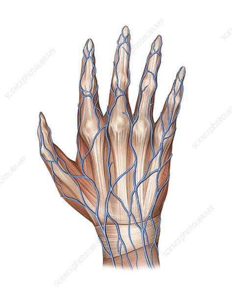 Ventral View Of Hand Anatomy On White Background Artery Dorsal