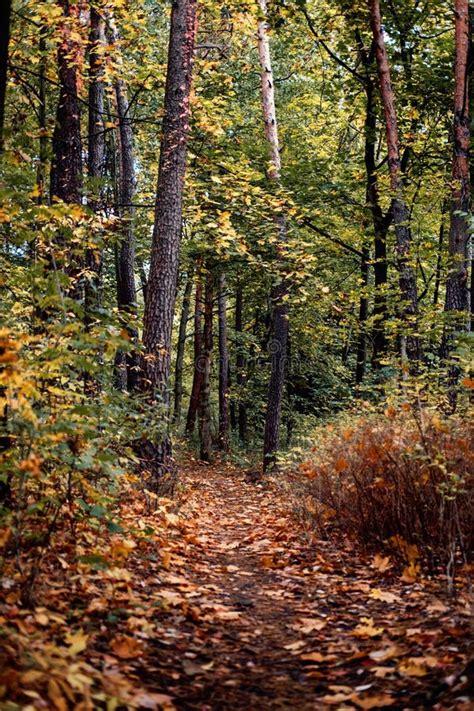 Scenery Autumn Forest Fall Woodland Path Autumn Mysterious Path