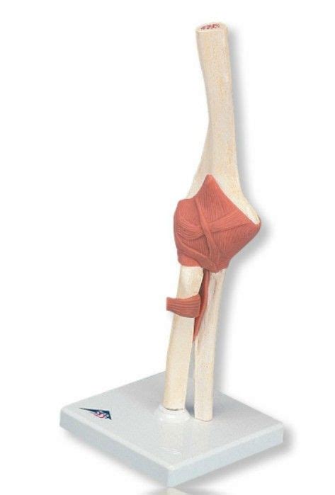 Deluxe Functional Elbow Joint Model Anatomical Products