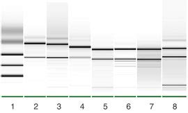 Nucleospin Triprep Parallel Isolation Of Rna Dna And Protein From