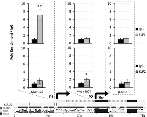 ChIP Assays At Evolutionarily Conserved KLF1 And KLF2 Binding Sites In