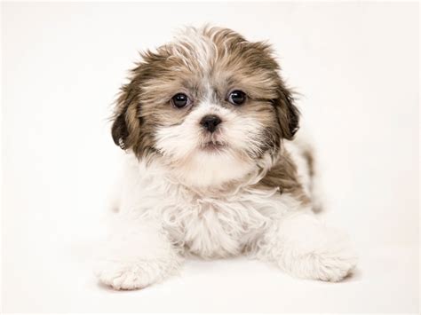 Shih Tzu Mixes For Sale ViassildNews