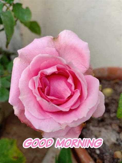 🌅 Good Morning Images • Meena Vasava Meena9274 On Sharechat