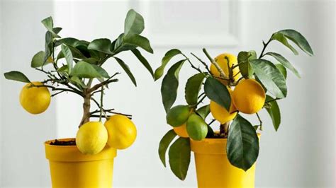 These Fruit Trees Can Actually Be Grown Indoors Lifehacker