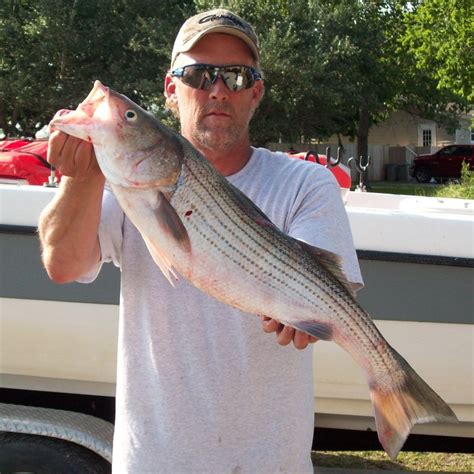 Lake Texoma Striper Fishing Guide Service fishing for striped bass from ...