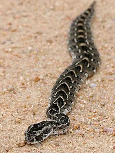 Puff Adder | The Animal Facts | Appearance, Habitat, Diet, Lifespan