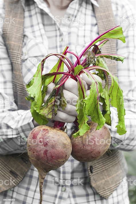 Woman Showing Bunch Of Fresh Turnips Stock Photo Download Image Now