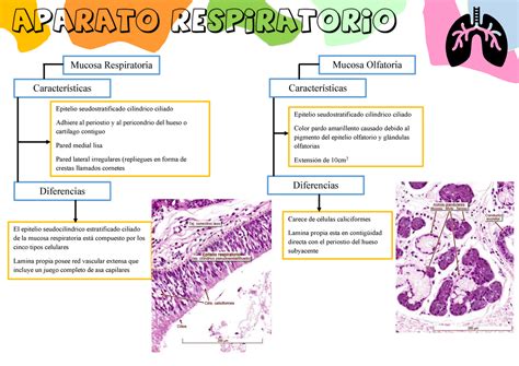 Aparato Respiratorio Histologia Ross Aparato Respiratorio Mucosa