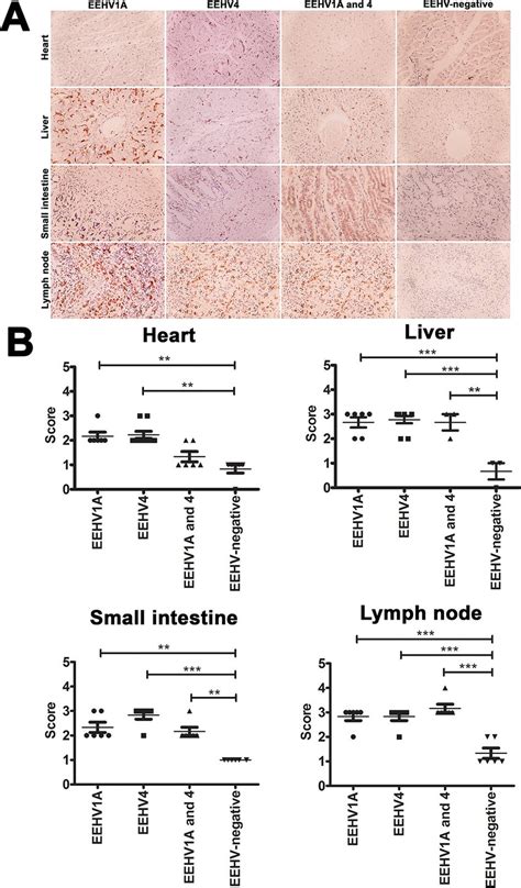 Immunohistochemical Labeling And Scoring Of Iba Positive Cells In