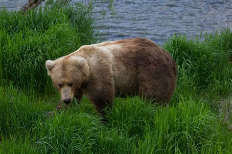 Eating grass 2016 June | Animals wild, Bear, Animals